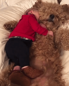 泰迪熊抱抱熊，一出生就有三个巨型“泰迪熊”陪睡（泰迪熊抱抱熊适合结婚送么）