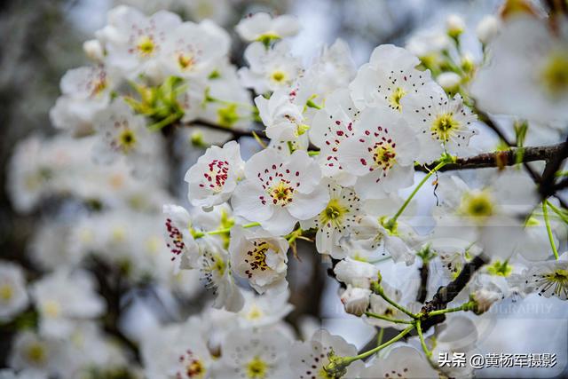 梨花是什么颜色的，梨花是什么颜色（冰清多姿的花朵芳香四溢）