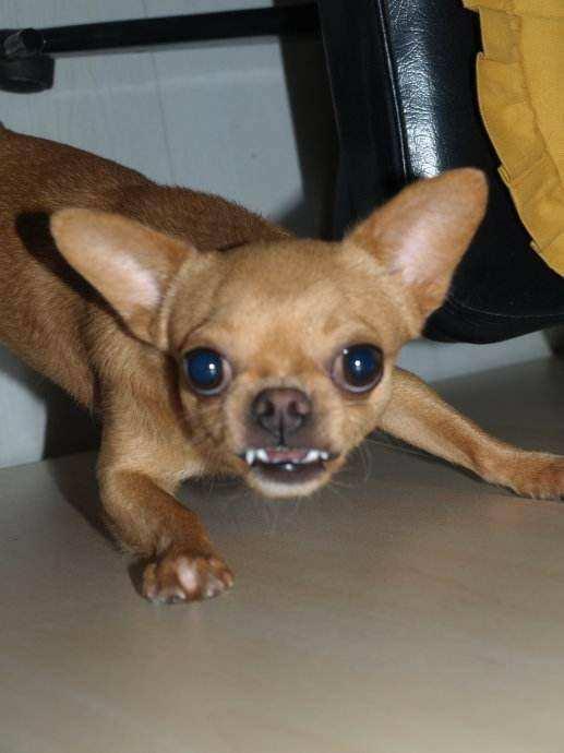 吉娃娃狗图片(吉娃娃成为) - 赤虎壹号