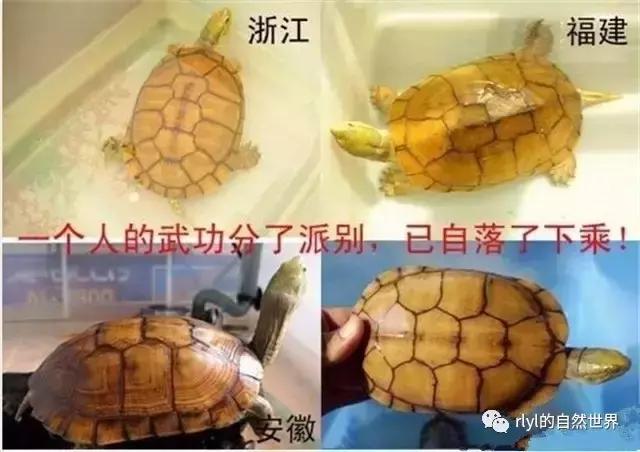 安徽三黄是哪三黄，三黄鸡有哪些（对选择的理解......）