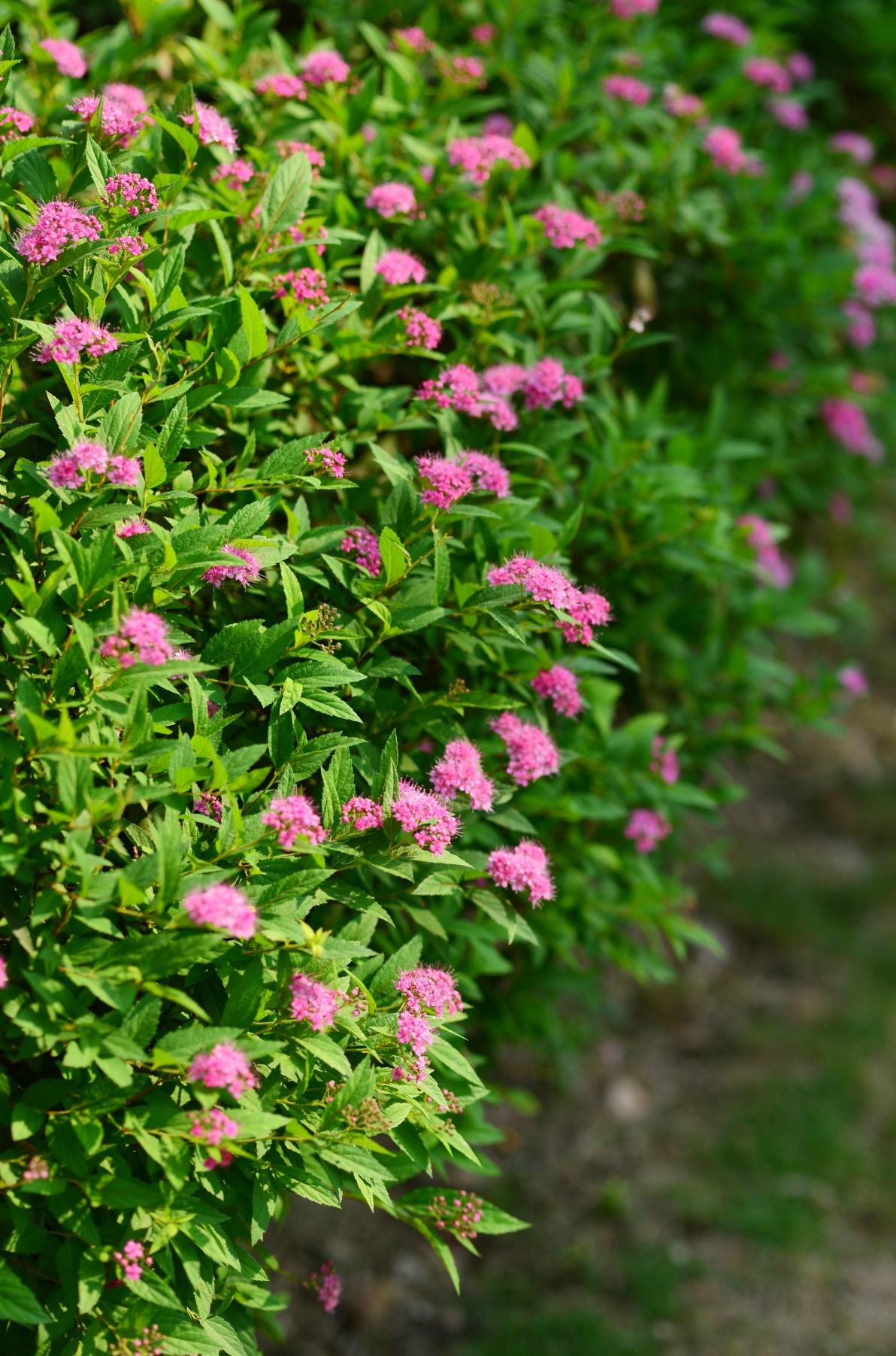 绣线菊的果子(绣线菊观赏价值)-柯彬网