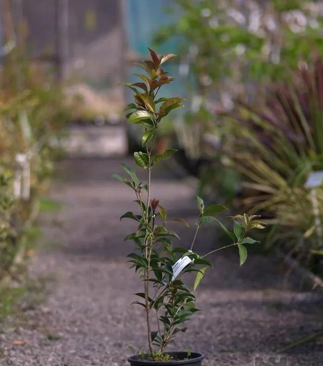 桂花树叶干枯是什么原因，桂花树大量落叶子干枯怎么回事（在家里养桂花盆栽叶子总是会枯萎）