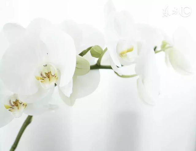 流芳千古的意思，千古流芳的意思是什么（每日一字：芳）