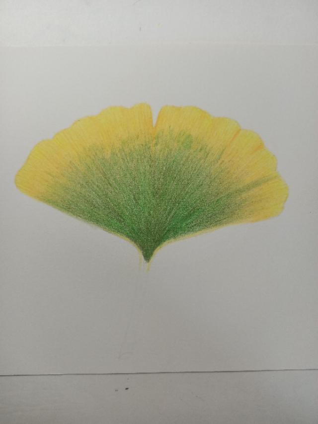 怎么画银杏树，怎么画银杏树叶视频（彩铅画/简简单单一片银杏叶）