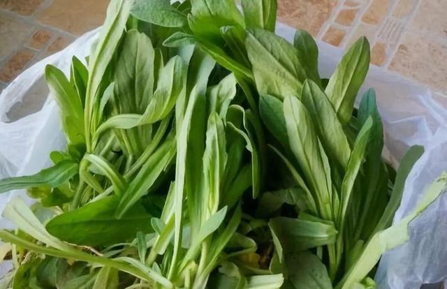 做清明果的草叫什么草，做清明果的那种草叫什么（春天不可错过的4种野菜）