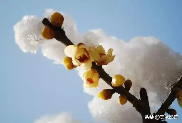 梅花诗歌，梅花诗歌自创（经典咏梅古诗词30首）