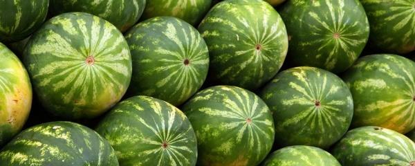 早春西瓜什么时候育苗，什么时间育西瓜苗（西瓜育苗方法和时间）