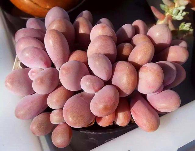 多肉桃蛋怎么养，多肉桃蛋怎么养成老桩（变成“万人迷”）