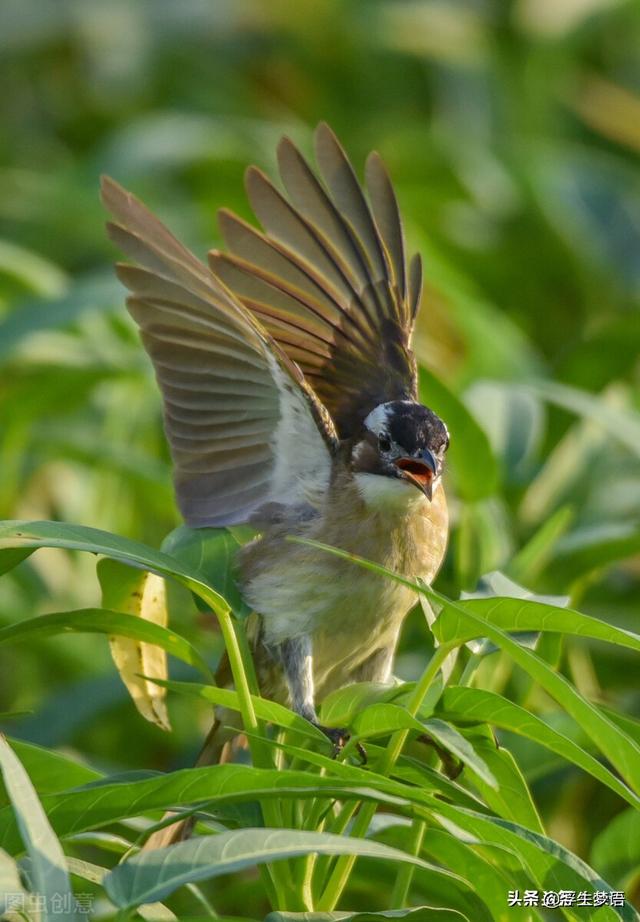 鸟字旁的字有哪些，寸加偏旁组成新字（三分钟了解华夏先民与的故事）