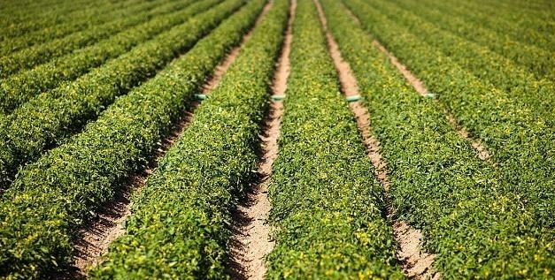 关于薇菜的功效与作用,薇菜的营养价值及功效(薇菜要怎么种植和如何