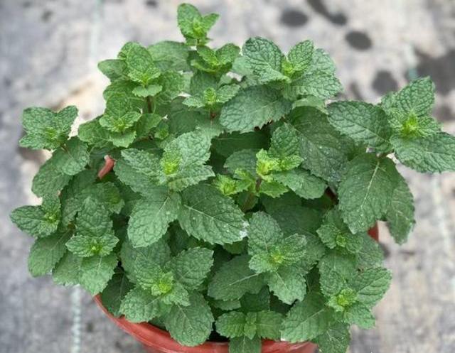 盆栽薄荷怎么养，薄荷盆栽怎么养（一年四季这样做）