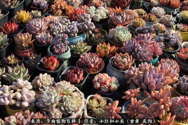 姐妹情深的句子，姐妹情深的句子简短（赏娇媚多肉，忆姐妹情深）