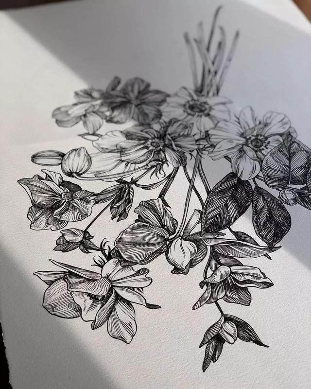怎样用中性笔画玫瑰花好看，中性笔画花卉图片（一篇用针管笔画的植物花卉）