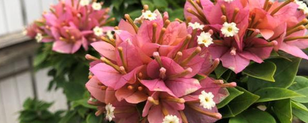 山角梅花怎么养好，五角梅花怎么养（三角梅怎么养）