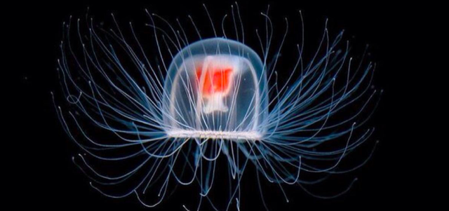 灯塔水母真的永生吗，灯塔水母有毒吗（地球上唯一可以返老还童的生物）