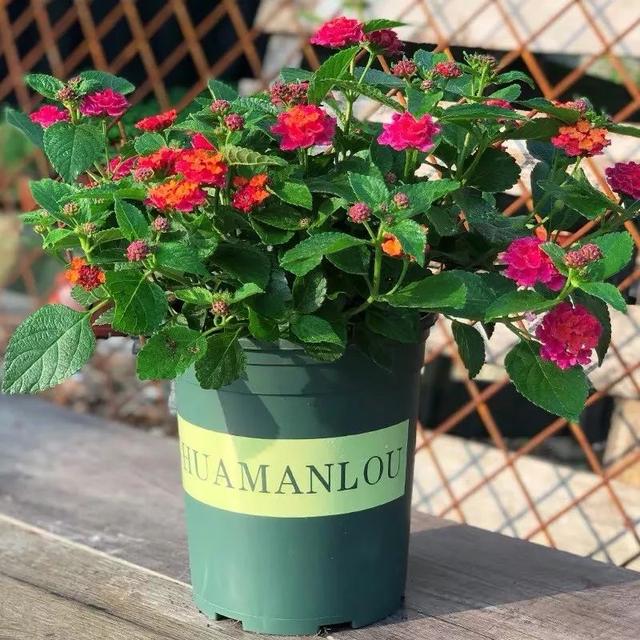 一帆风顺花有毒吗，一帆风顺花草有毒吗（家里养了宠物的朋友）