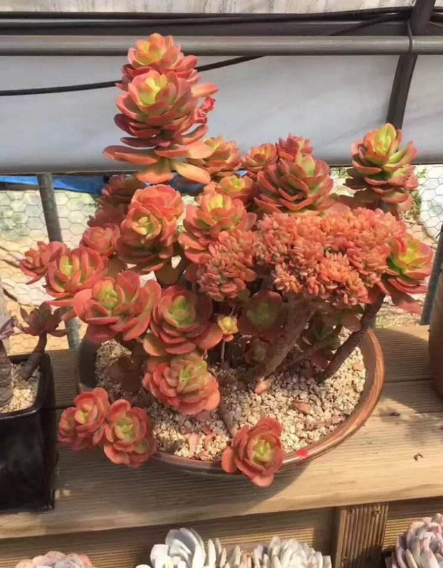 梅花的形状颜色姿态都有什么，梅花的形状颜色姿态都有什么特点（这种红梅“一朵”就开满一盆）