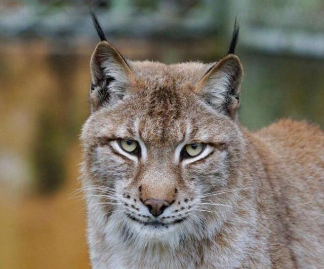 森林里有什么动物，生活在森林里的动物有哪些（就算是狼见了，都要叫“大哥”）