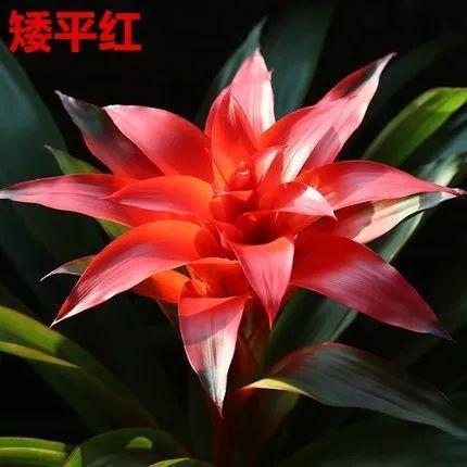 鸿运当头好养吗，鸿运当头怎么不好养（鸿运当头别喷水）