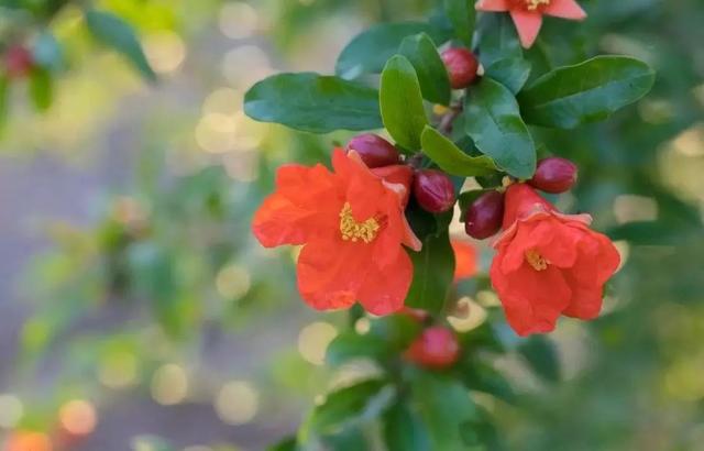 国花是什么，世界各国国花<第一辑>（俄罗斯的国花是什么）