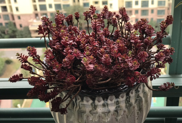 和玫瑰花很像的花，像玫瑰一样的多肉植物（多肉界的“小玫瑰”）