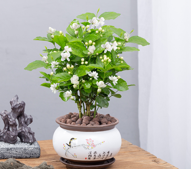 室内养什么花最好，室内适合养什么样的花（最香的10种花）