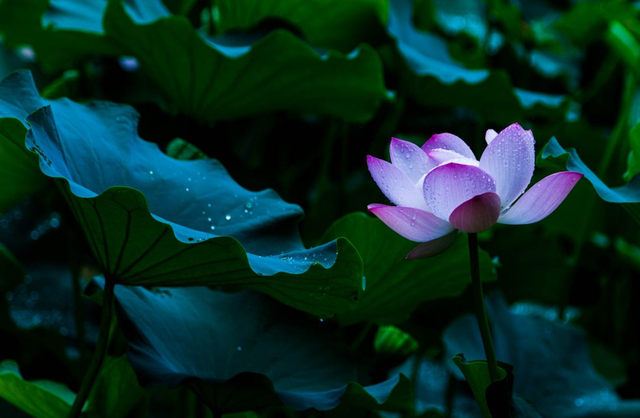 含雨的诗句，含雨的诗句连续两句（诗词鉴赏-十三首夏雨诗词）