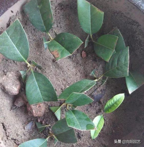 桂花扦插生根最快方法，桂花扦插生根最快方法视频（不用买自己就能繁殖）