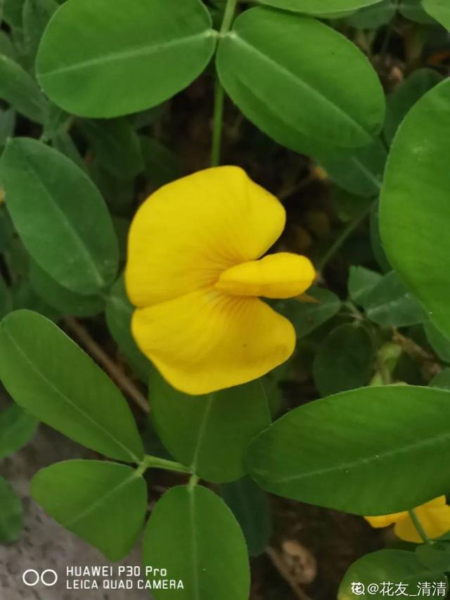 春天的花有什么，春天的花有几种分别是什么（40种小野花）