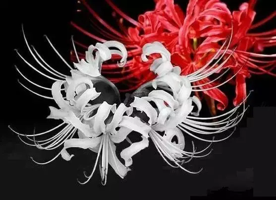 彼岸花，微信头像，彼岸花（48张彼岸花图，真是美极了）