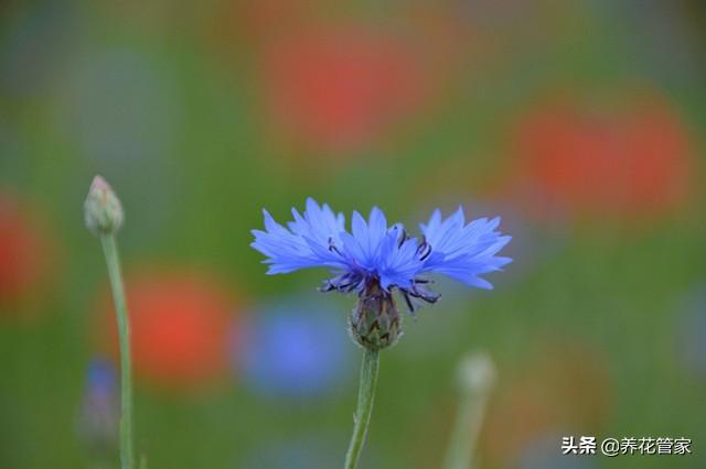 蓝色矢车菊的花语，蓝花矢车菊的花语（最名贵的蓝色矢车菊，也最美）