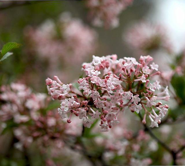 勿忘我花语和寓意，勿忘我花语和寓意（勿忘我花种子种植方法）