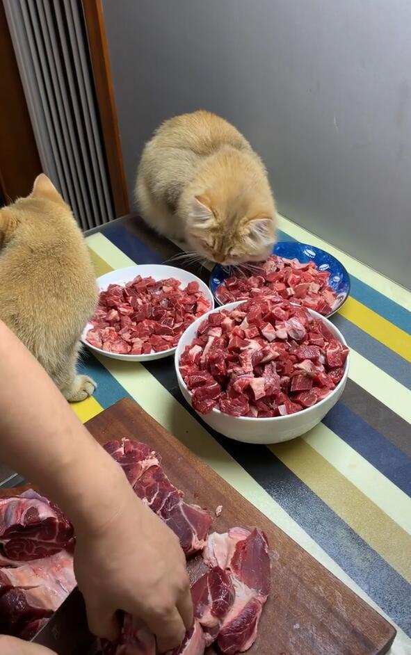 猫能吃什么人类食物，猫咪可以吃什么人类食物（猫咪可以吃的9种人类食物）
