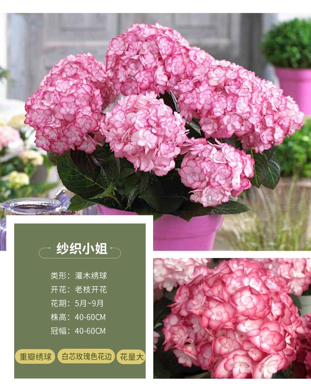 母亲节送什么花，母亲节该送什么花（你的宠妈清单上是否有花）