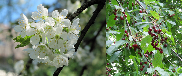 樱花和樱桃的关系，樱花树结的果子叫什么（樱花结的果和樱桃有关系吗）