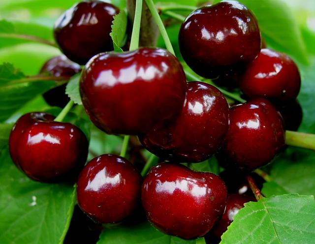 温性水果都有哪些（温性水果有哪些）