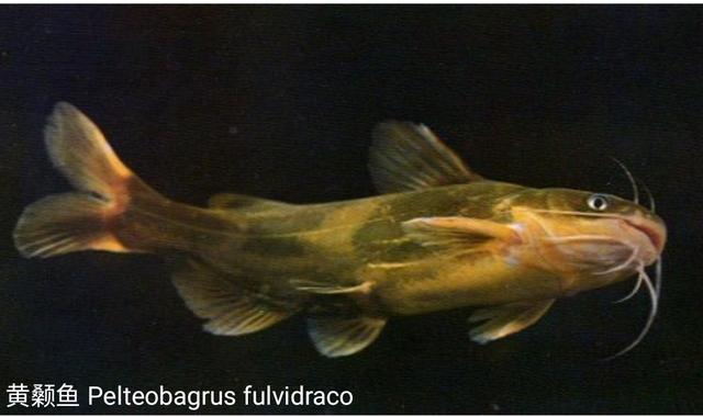 昂刺鱼图片，红烧昂刺鱼怎么做（从繁育到养殖，饲育管理是关键）