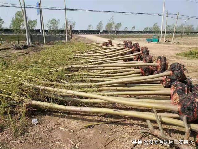 如何种植垂柳，如何种植垂柳树（济北金三角苗木基地教您春天如何正确的种植柳树）