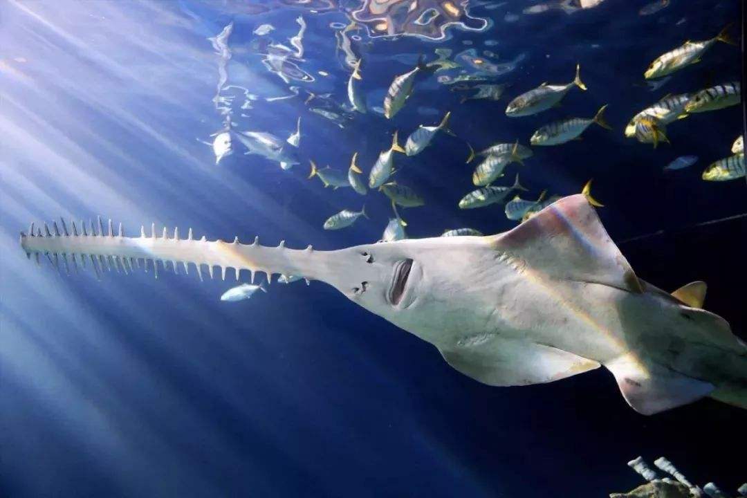 锯鳐的锯型长吻,让它们成为人类抓捕的重点