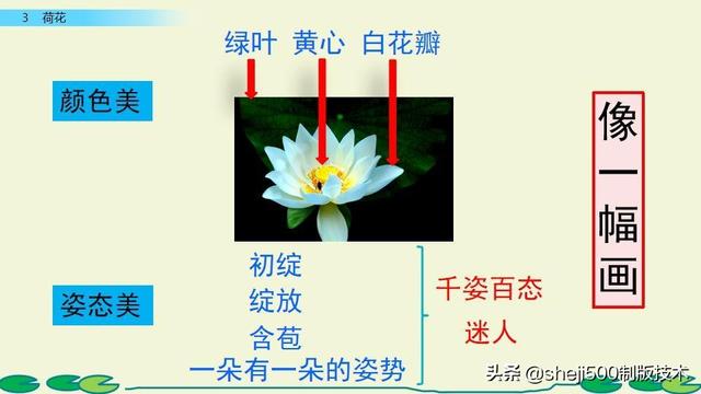 莲蓬的蓬是不是读轻声，莲蓬的蓬为什么读轻声（部编版语文三年级下册第3课《荷花》图文讲解）