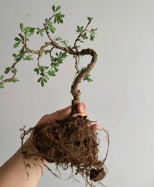 金雀盆景如何修剪，金雀盆景如何修剪造型（金雀盆景制作与养护过程中的问题）