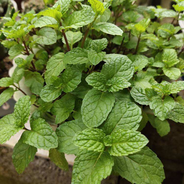 怎么辨认薄荷是不是可以食用，食用薄荷（1盆薄荷提神醒脑）