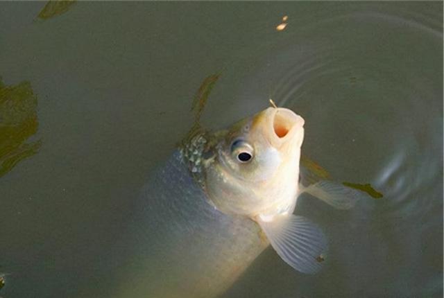 初冬釣鯽魚方法,冬季鯽魚釣法(冬天越冷,魚就越不好釣)