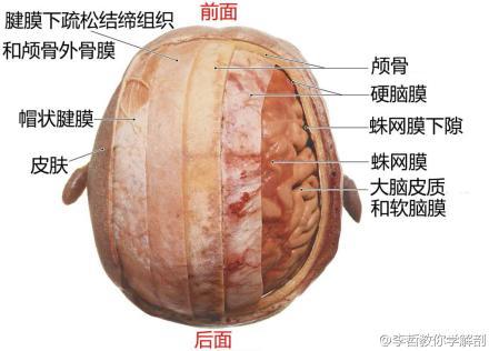 全身动脉分布图，人体内脏血管分布示意图（最全神经系统解剖图）