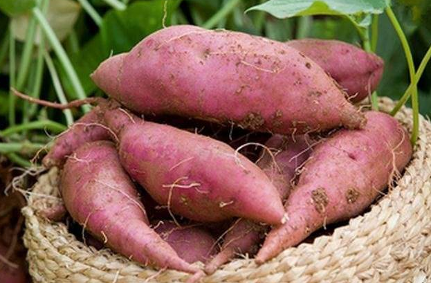 南瓜的品种常见的有几种，南瓜品种大全图片及名称（农村人最爱种植的20种“瓜”）