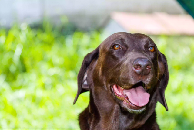 比较好养的小型犬，十大最适合新手养的小型犬（主人应该选什么样的狗狗）