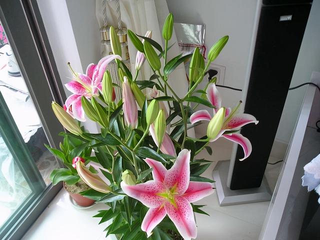 杜鹃花有毒吗，十种招鬼的花（建议别被美丽蒙蔽了）