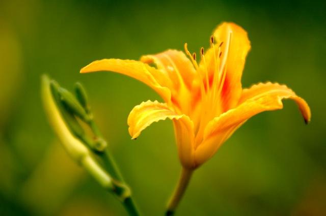 大同特产，世界上最好的羊，看看都在哪（大同特产有什么可以送礼的）