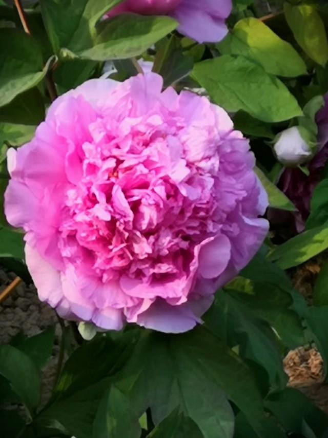 牡丹是什么意思，凤穿牡丹是什么意思（现在是牡丹盛开时节）