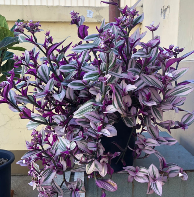 吊兰品种，10种常见“吊兰”（吊兰品种有哪些）